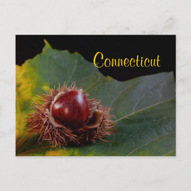 Connecticut, Autumn Leaf With Nut Postcard (Front)