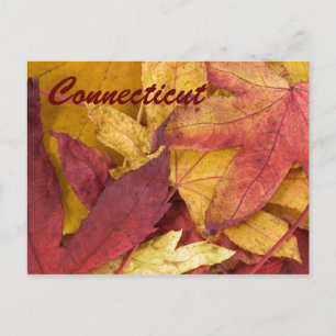 Connecticut Autumn Leaves Postcard
