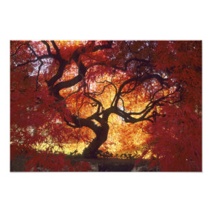 Connecticut: Darien, Japanese maple 'Acer Photo Print