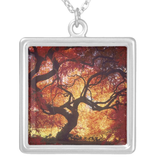 Connecticut: Darien, Japanese maple 'Acer Silver Plated Necklace (Front)