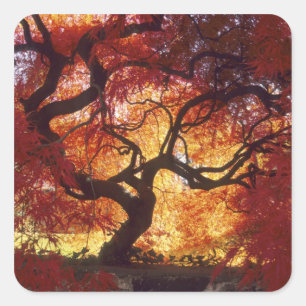 Connecticut: Darien, Japanese maple 'Acer Square Sticker