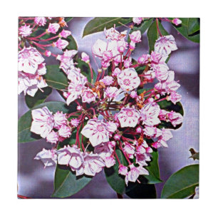Connecticut Mountain Laurel Ceramic Tile