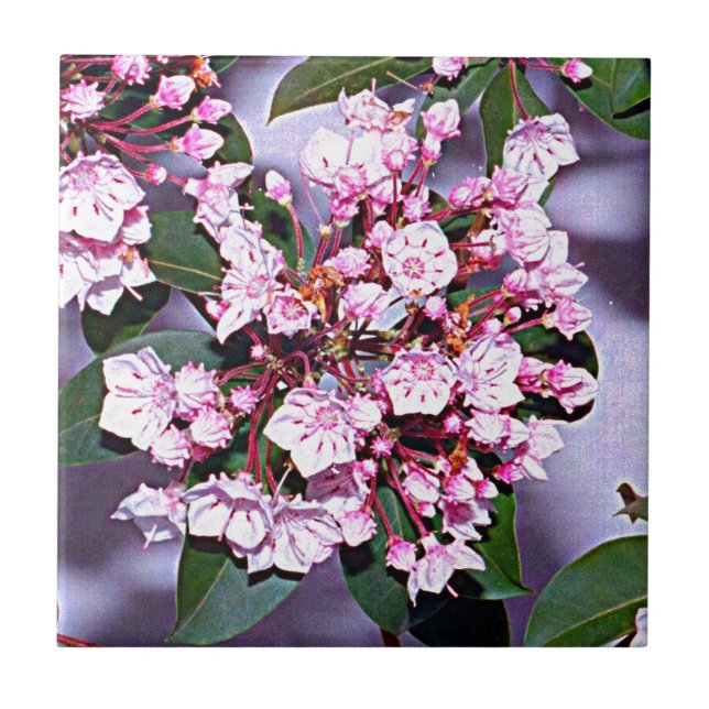 Connecticut Mountain Laurel Ceramic Tile (Front)