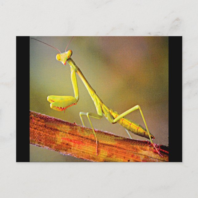 Connecticut Praying Mantis Postcard (Front)