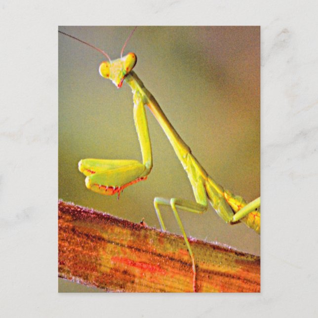 Connecticut Praying Mantis Postcard (Front)