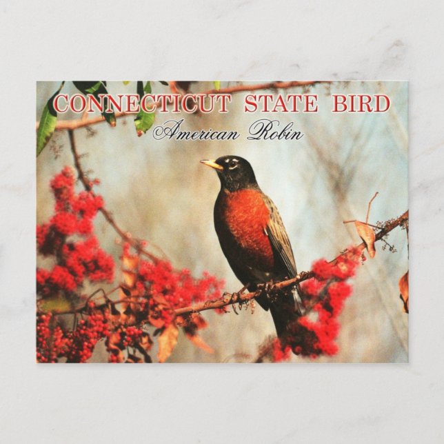 Connecticut State Bird - American Robin Postcard (Front)