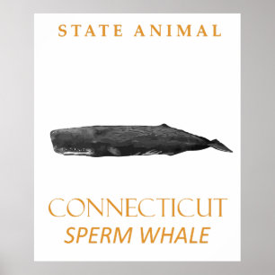 Connecticut Territory Animal Physeter macrocephalu Poster