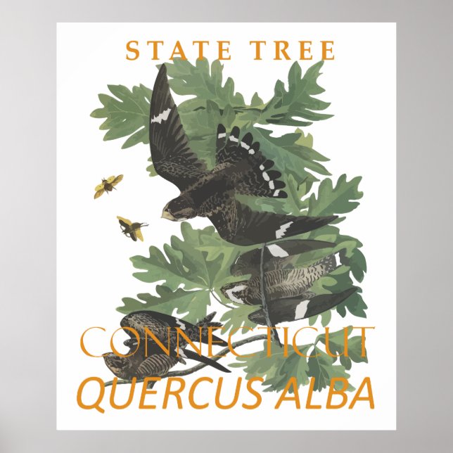 Connecticut Territory Tree The Charter Oak Poster (Front)