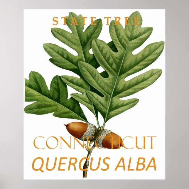 Connecticut Territory Tree The White Oak Poster (Front)