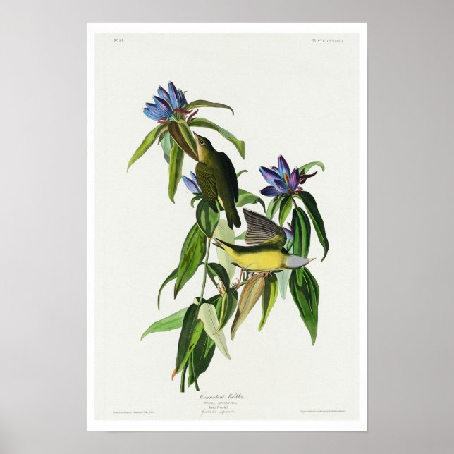 Connecticut Warbler by Audubon Poster (Front)