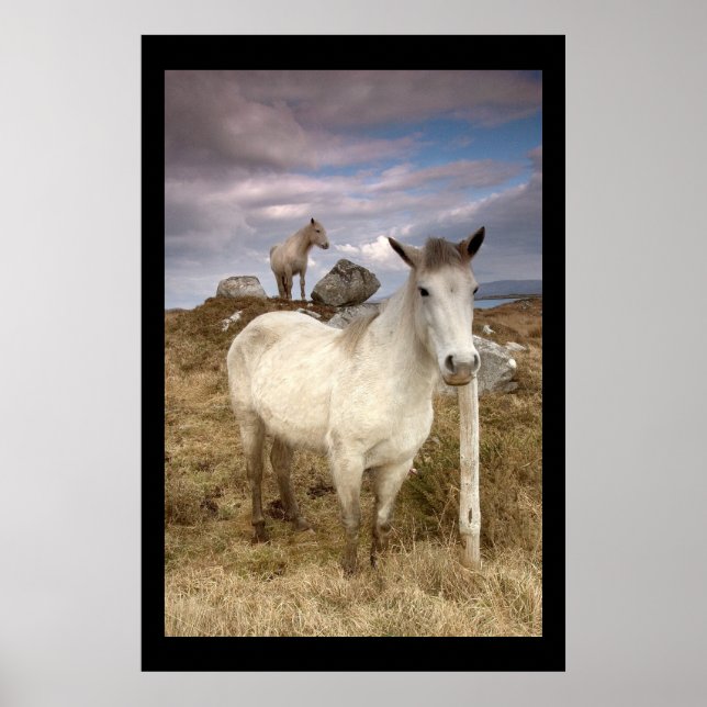 Connemara Ponies. Poster by cARTerART (Front)