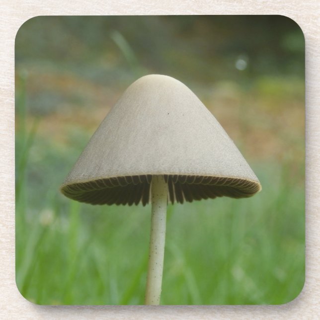Conocybe rickenii Mushroom Hard Plastic Coasters (Front)