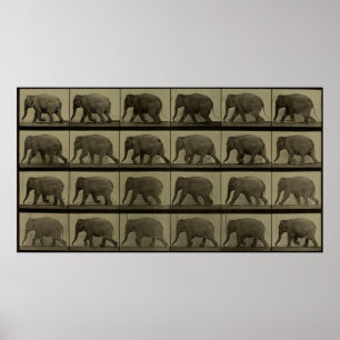 Consecutive Images of an Elephant Walking Print