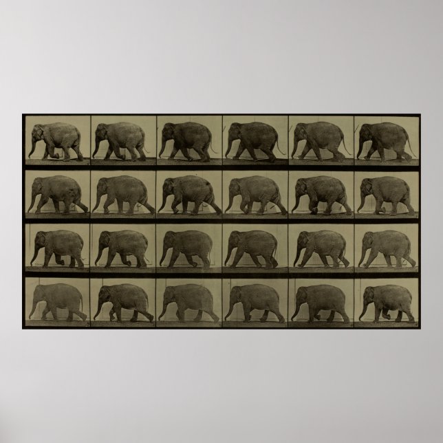 Consecutive Images of an Elephant Walking Print (Front)
