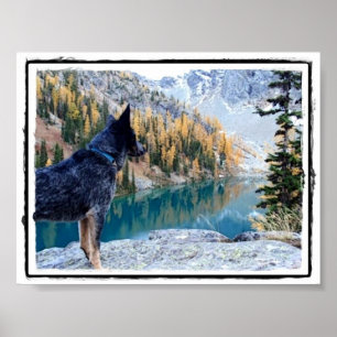Conservation Canine "Max" Picture/Poster Poster