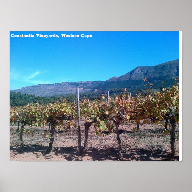 Constantia Vineyards, Western Cape Poster (Front)