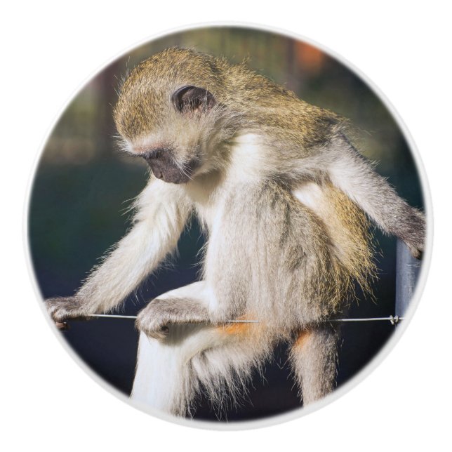 Contemplating Monkey Ceramic Knob (Front)