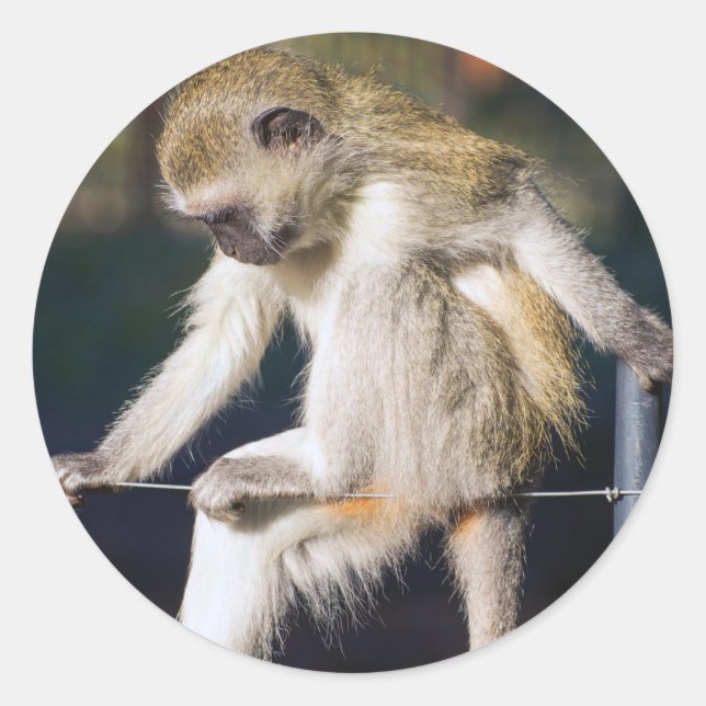 Contemplating Monkey Classic Round Sticker (Front)