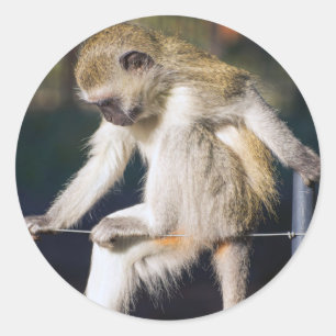 Contemplating Monkey Classic Round Sticker