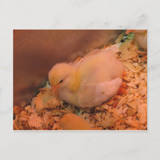 Contemplative Chick Postcard