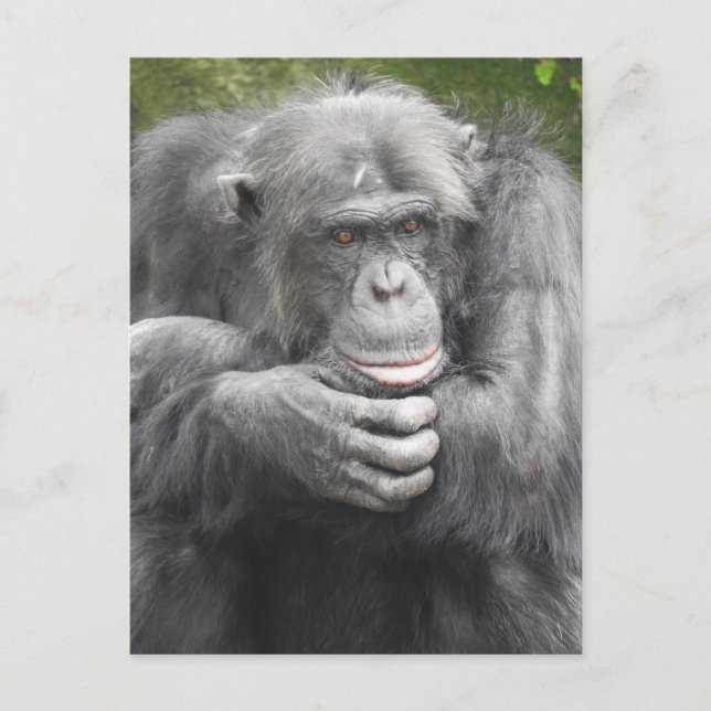 Contemplative Chimpanzee Holiday Postcard (Front)