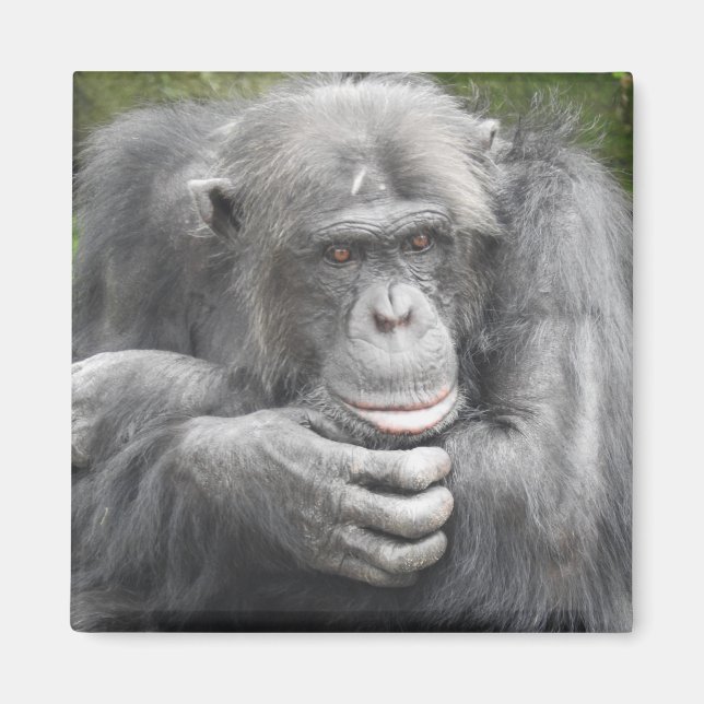 Contemplative Chimpanzee Magnet (Front)