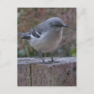 Contemplative Mocking Bird Postcard