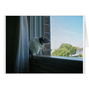 Contemplative Rat