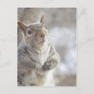 Contemplative Squirrel Postcard