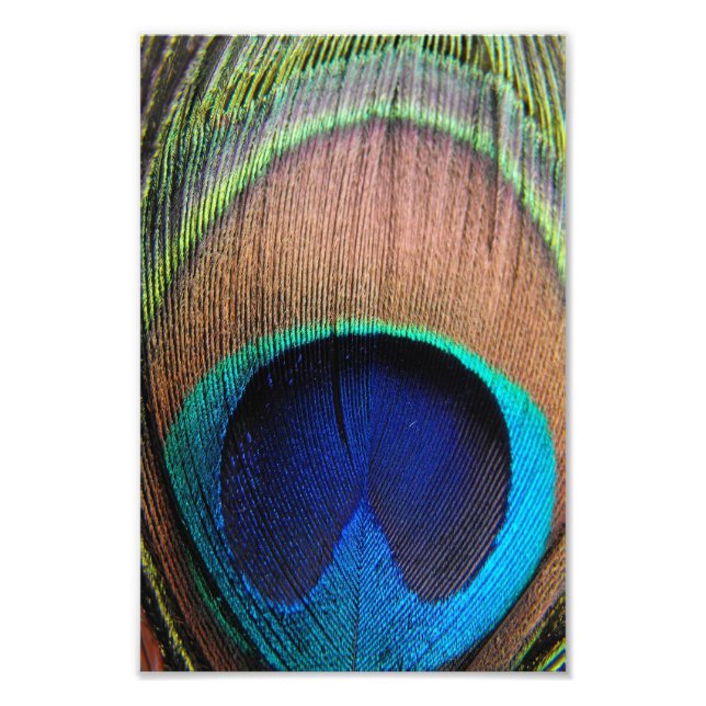 Contemporary Peacock Feather Close-Up Photo Art (Front)