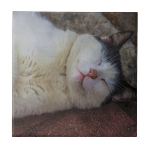 Content Cat Sleeping on Her Back Tile