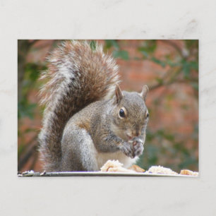 Contented Squirrel Postcard