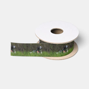 Contentment Satin Ribbon