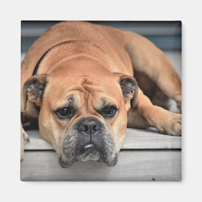 Continental Bulldog Customisable Magnet (Front)