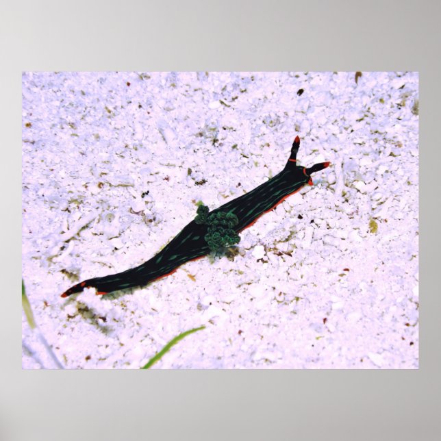 Contrasating Nudibranch Poster (Front)