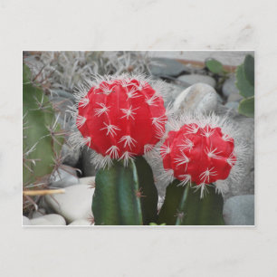 Contrast cactus postcard