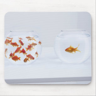 Contrast of many goldfish in fishbowl and mouse pad