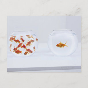 Contrast of many goldfish in fishbowl and postcard