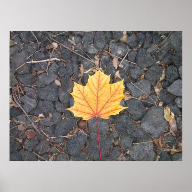 Contrasting Leaf- poster (Front)