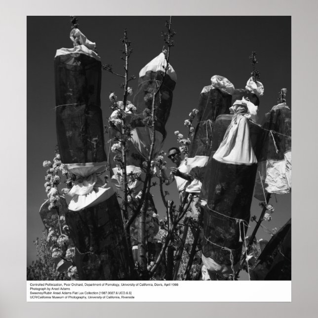 Controlled Pollinization, Pear Orchard, UCD, 1966 Poster (Front)