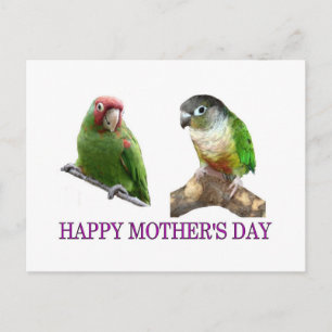 Conure Mother's Day Postcard
