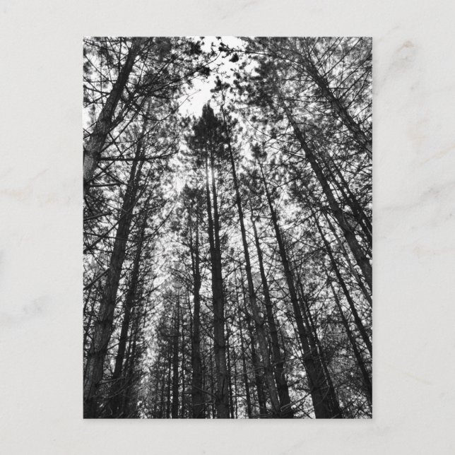 Converging Trees Postcard (Front)