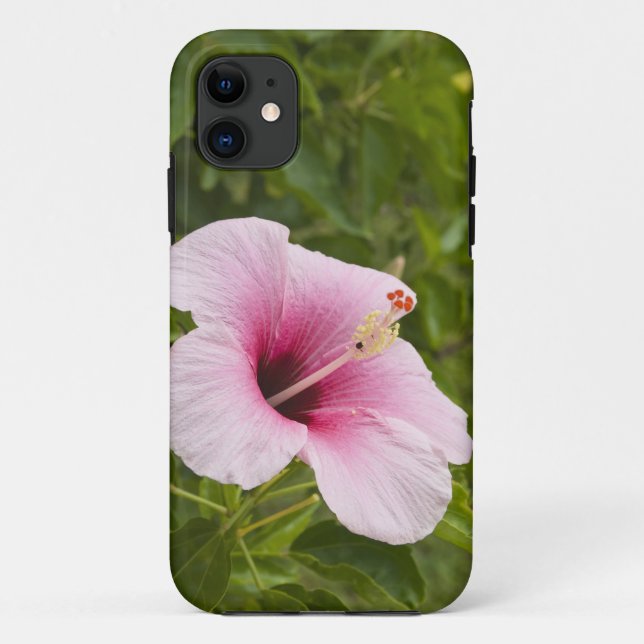Cook Islands, Atiu. Hibiscus flower. Case-Mate iPhone Case (Back)