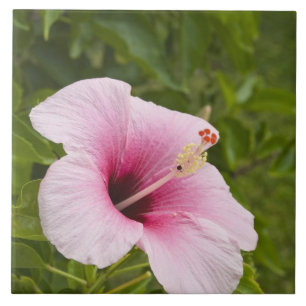 Cook Islands, Atiu. Hibiscus flower. Ceramic Tile