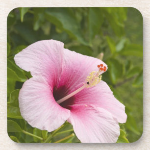 Cook Islands, Atiu. Hibiscus flower. Coaster