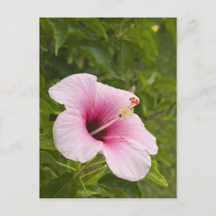Cook Islands, Atiu. Hibiscus flower. Postcard