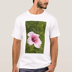 Cook Islands, Atiu. Hibiscus flower. T-Shirt
