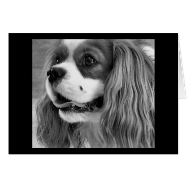 Cookie (Front Horizontal)