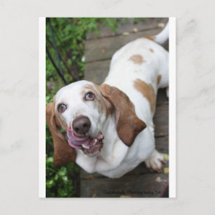 Cookie? Postcard