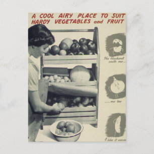 Cool Airy Place For Vegetables Postcard